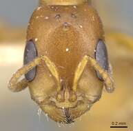 Image of Pseudomyrmex