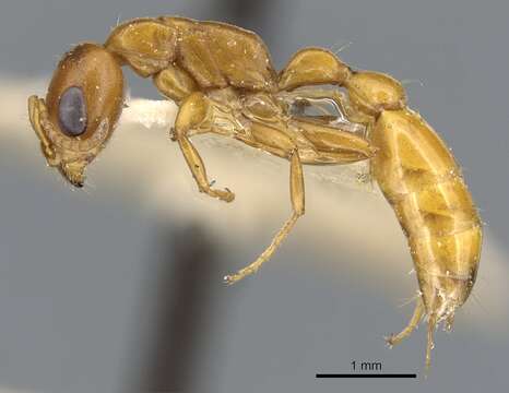 Image of Pseudomyrmex