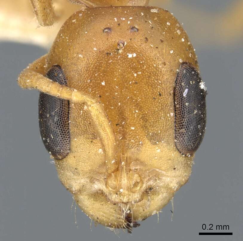 Image of Pseudomyrmex elongatulus (Dalla Torre 1892)