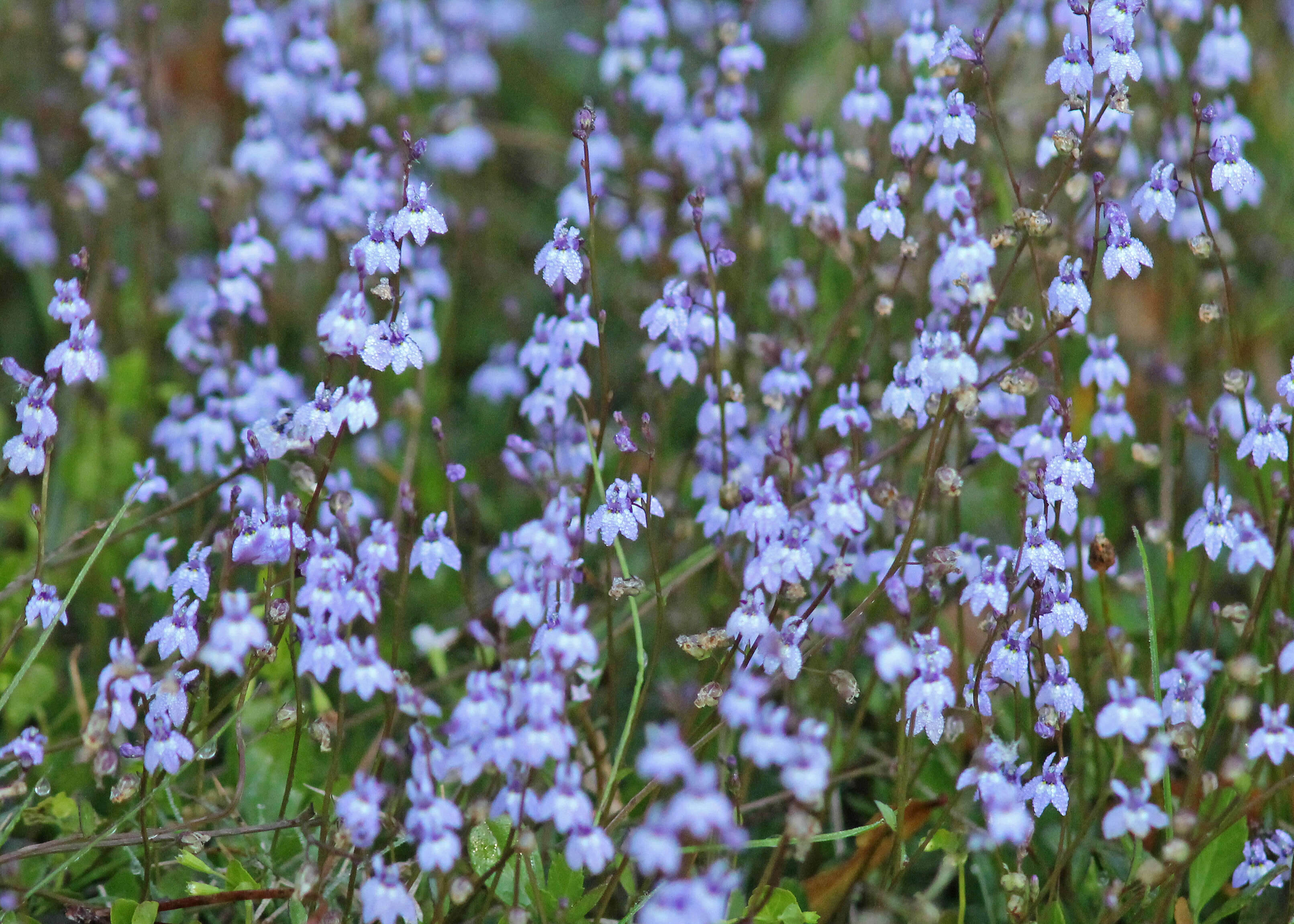 Image de Lobelia feayana A. Gray