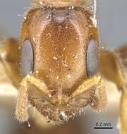 Image of Pseudomyrmex viduus (Smith 1858)