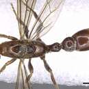 Слика од <i>Pseudomyrmex penetrator</i>