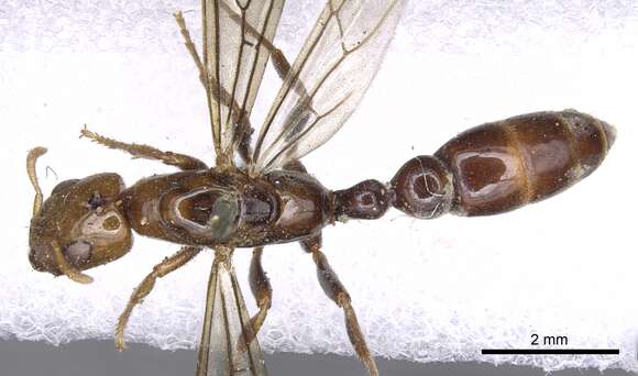 Слика од <i>Pseudomyrmex penetrator</i>