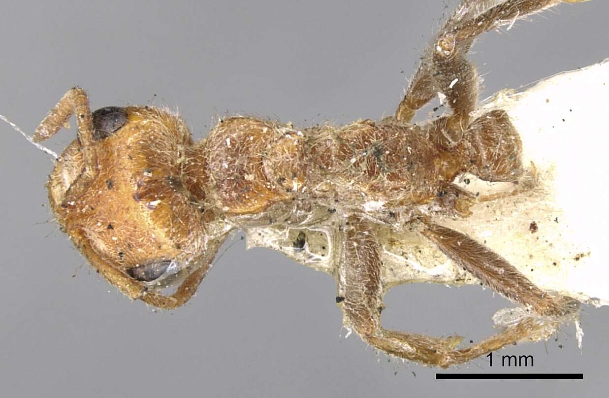 Image of Pseudomyrmex kuenckeli (Emery 1890)