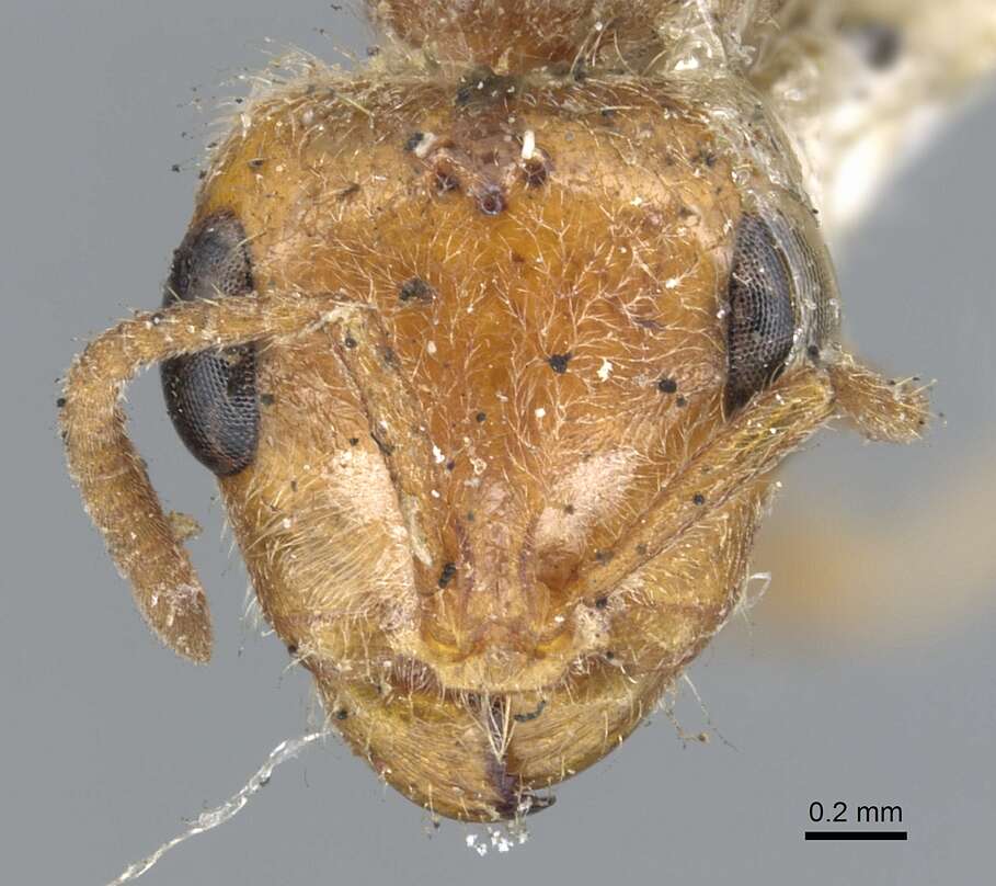 Image of Pseudomyrmex kuenckeli (Emery 1890)