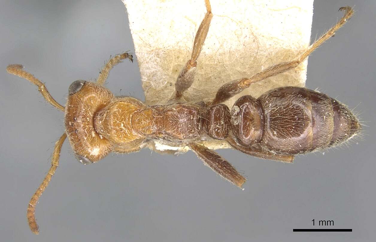 Pseudomyrmex kuenckeli (Emery 1890) resmi