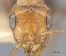 Pseudomyrmex kuenckeli (Emery 1890) resmi