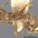 صورة Pseudomyrmex triplaridis (Forel 1904)