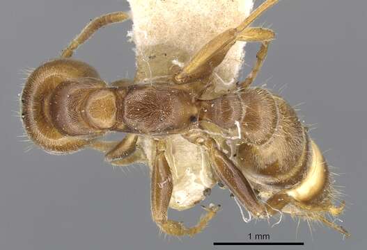 صورة Pseudomyrmex triplaridis (Forel 1904)