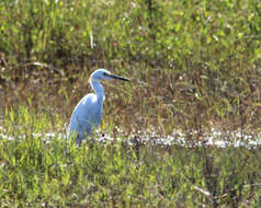 Image of Snowy Egret