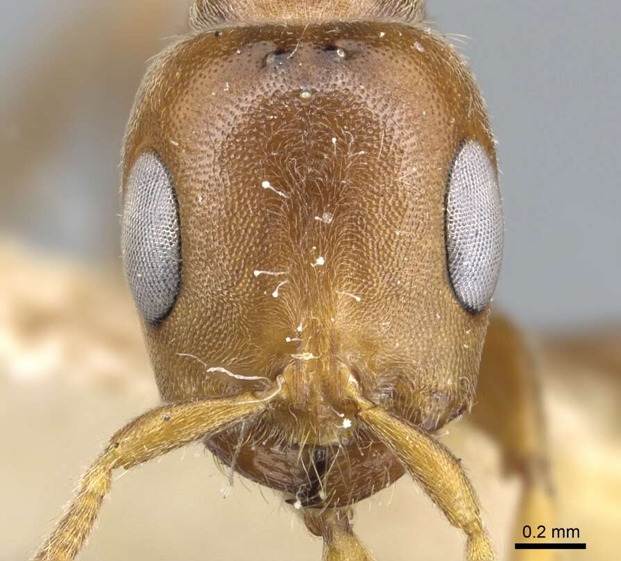 Image of Pseudomyrmex triplaridis (Forel 1904)