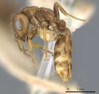 Image of Pseudomyrmex triplaridis (Forel 1904)