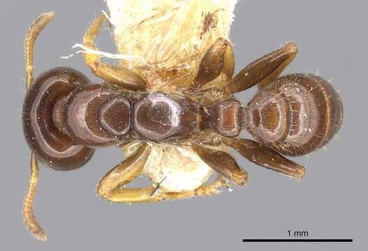 Pseudomyrmex malignus (Wheeler 1921) resmi