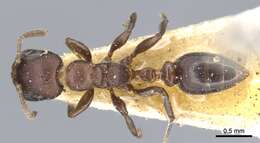 Image of Pseudomyrmex brunneus (Smith 1877)