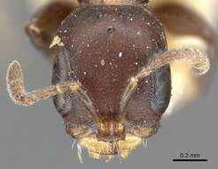 Image of Pseudomyrmex brunneus (Smith 1877)