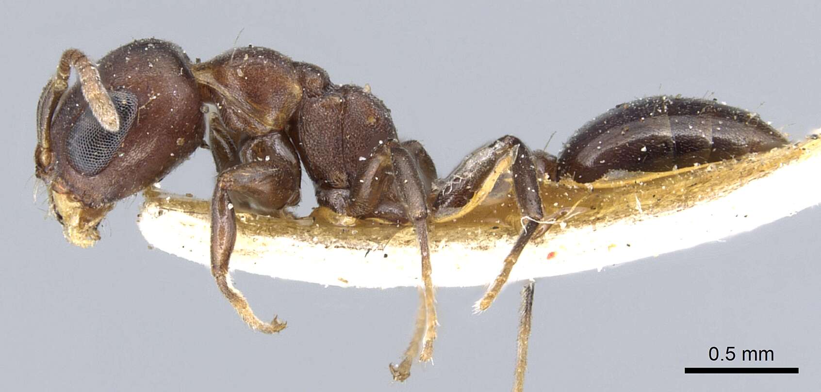 Image of Pseudomyrmex brunneus (Smith 1877)