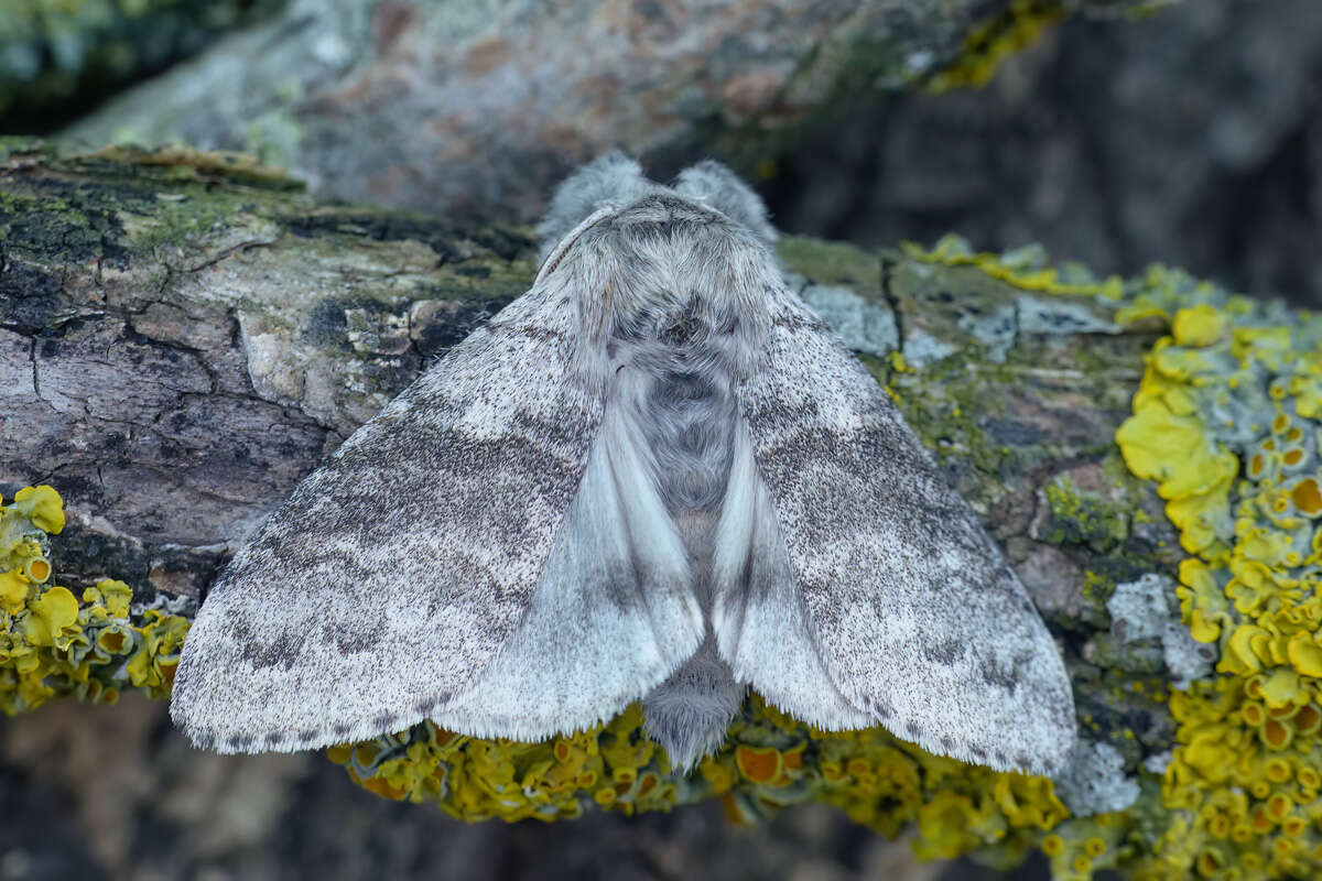 Слика од Calliteara pudibunda Linnaeus 1758