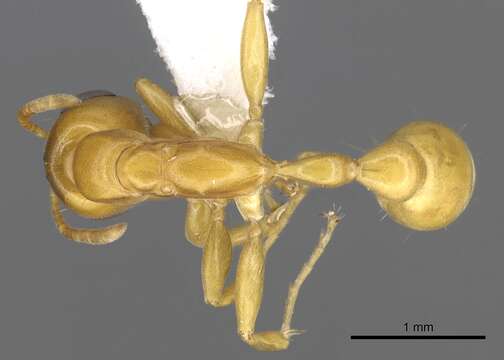 صورة Pseudomyrmex seminole Ward 1985