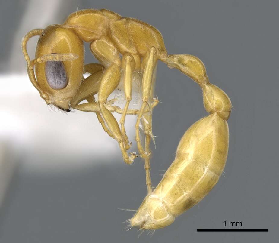 صورة Pseudomyrmex seminole Ward 1985