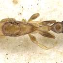 Image of Pseudomyrmex terminalis (Smith 1877)