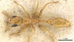 Image of Golden Twig Ant