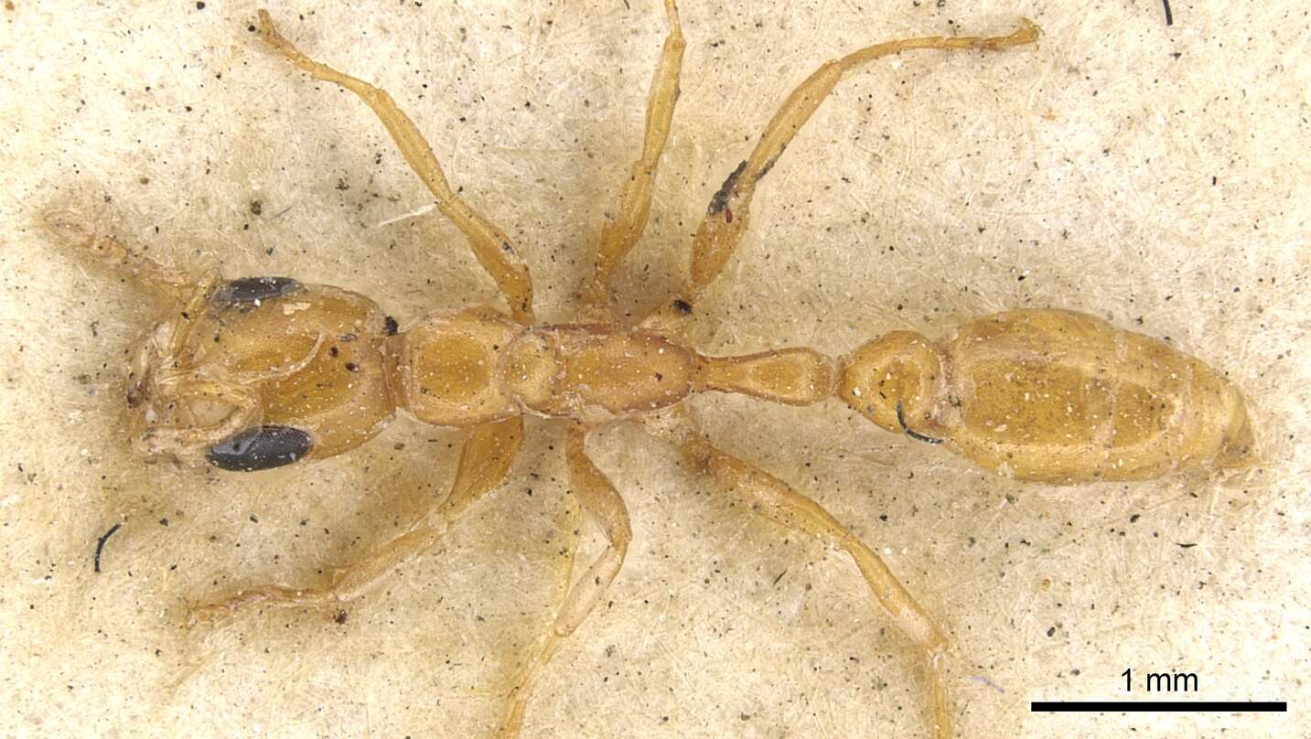 Image of Golden Twig Ant