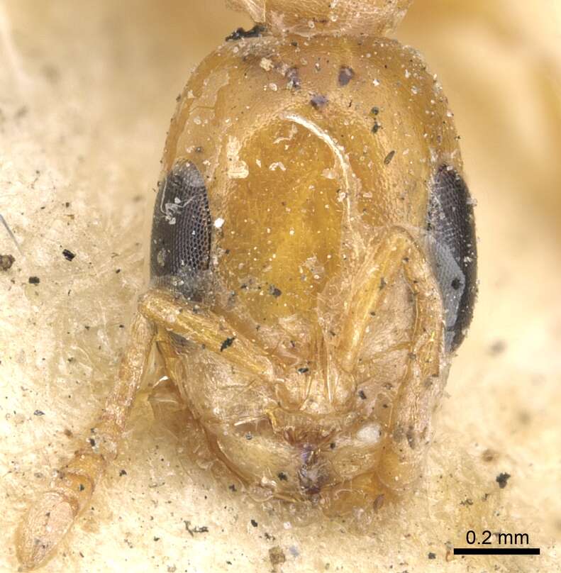 Image of Pseudomyrmex pallidus (Smith 1855)