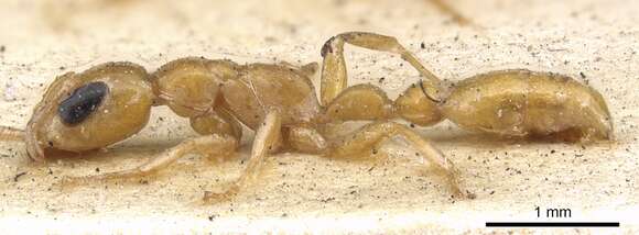 Image of Golden Twig Ant