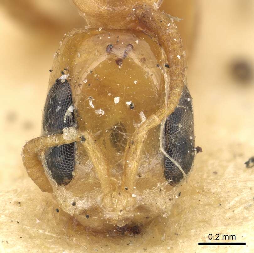 صورة Pseudomyrmex simplex (Smith 1877)