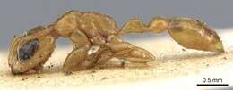 صورة Pseudomyrmex simplex (Smith 1877)