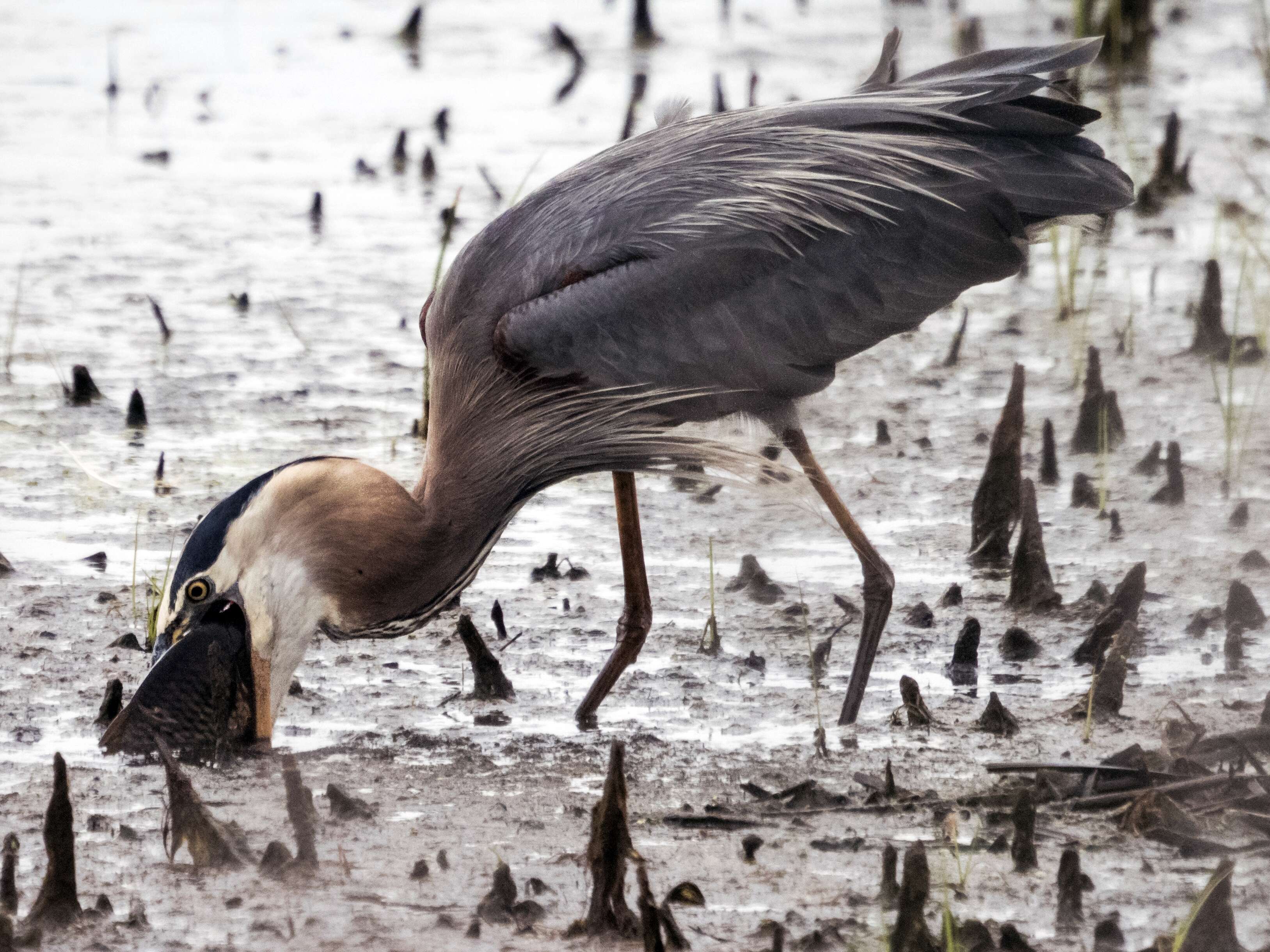 Image of Great Blue Heron