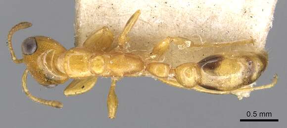 صورة Pseudomyrmex simplex (Smith 1877)