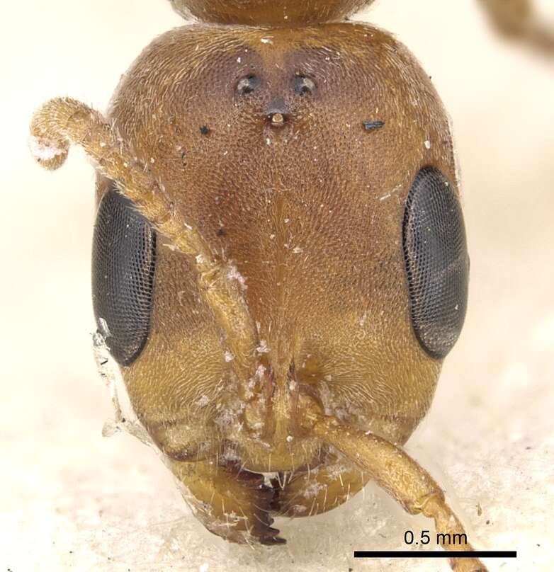 Image of Pseudomyrmex ferrugineus (Smith 1877)