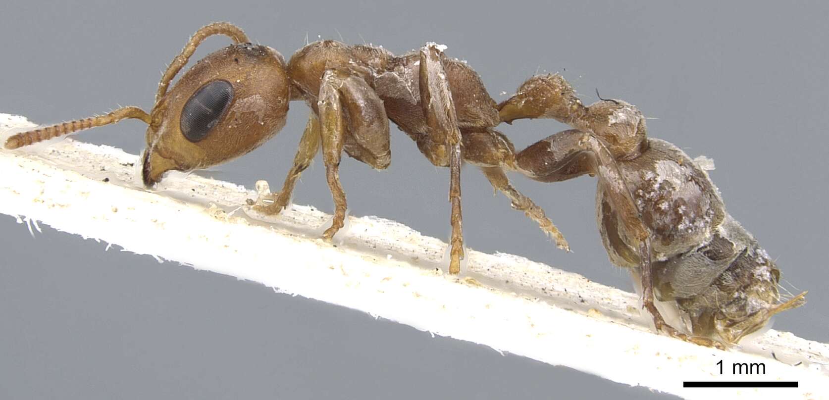 Image of Pseudomyrmex ferrugineus (Smith 1877)