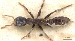 Image of Pseudomyrmex flavicornis (Smith 1877)