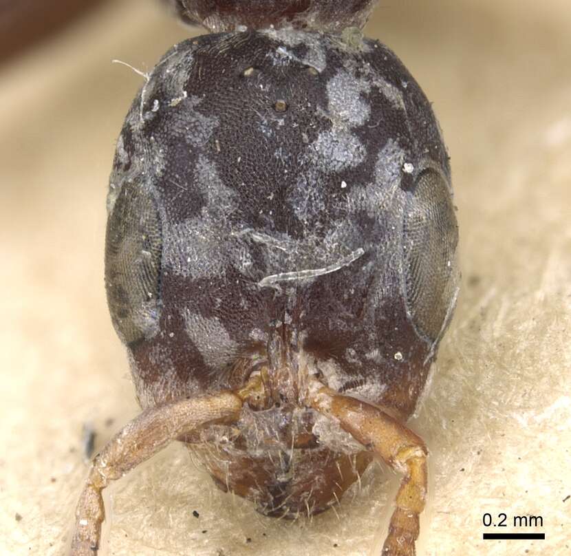 Image of Pseudomyrmex flavicornis (Smith 1877)