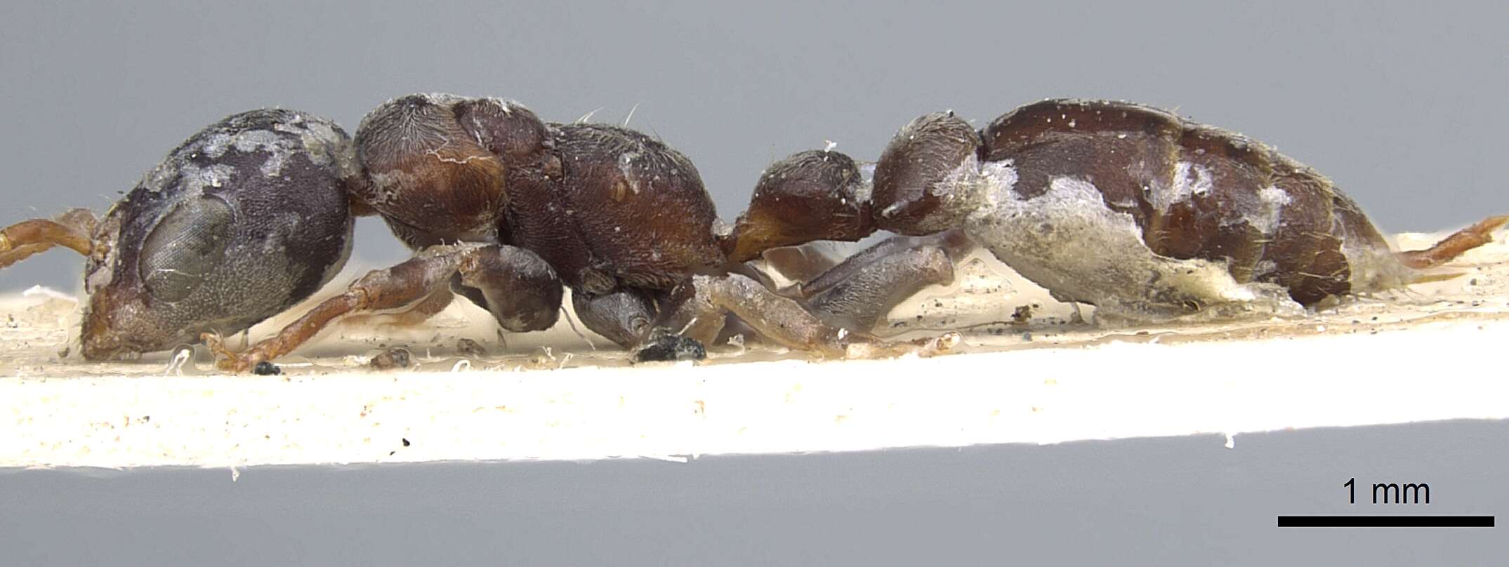 Image of Pseudomyrmex flavicornis (Smith 1877)