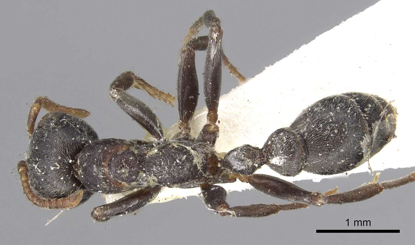 Image of Pseudomyrmex flavicornis (Smith 1877)