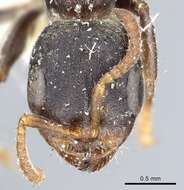 Image of Pseudomyrmex flavicornis (Smith 1877)