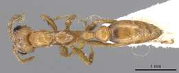 Plancia ëd Pseudomyrmex nigrocinctus (Emery 1890)