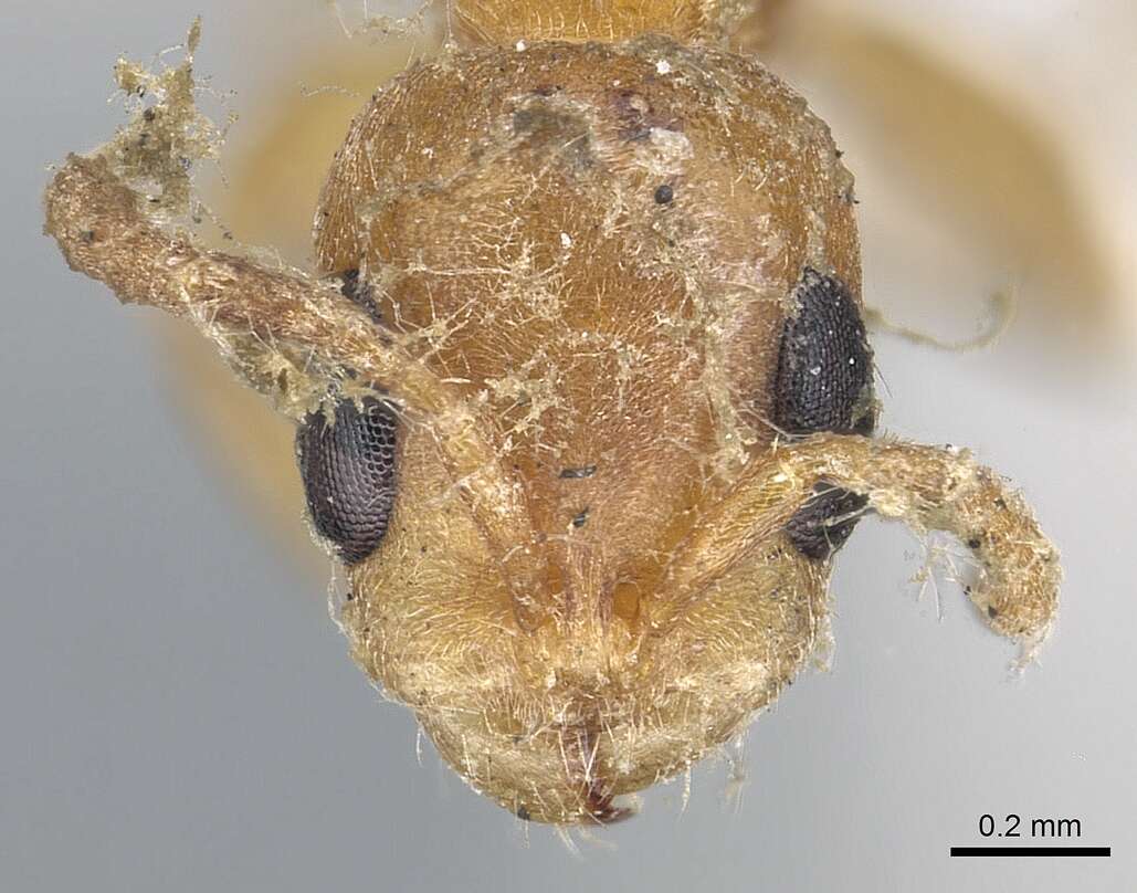 Plancia ëd Pseudomyrmex nigrocinctus (Emery 1890)