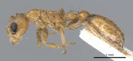 Plancia ëd Pseudomyrmex nigrocinctus (Emery 1890)