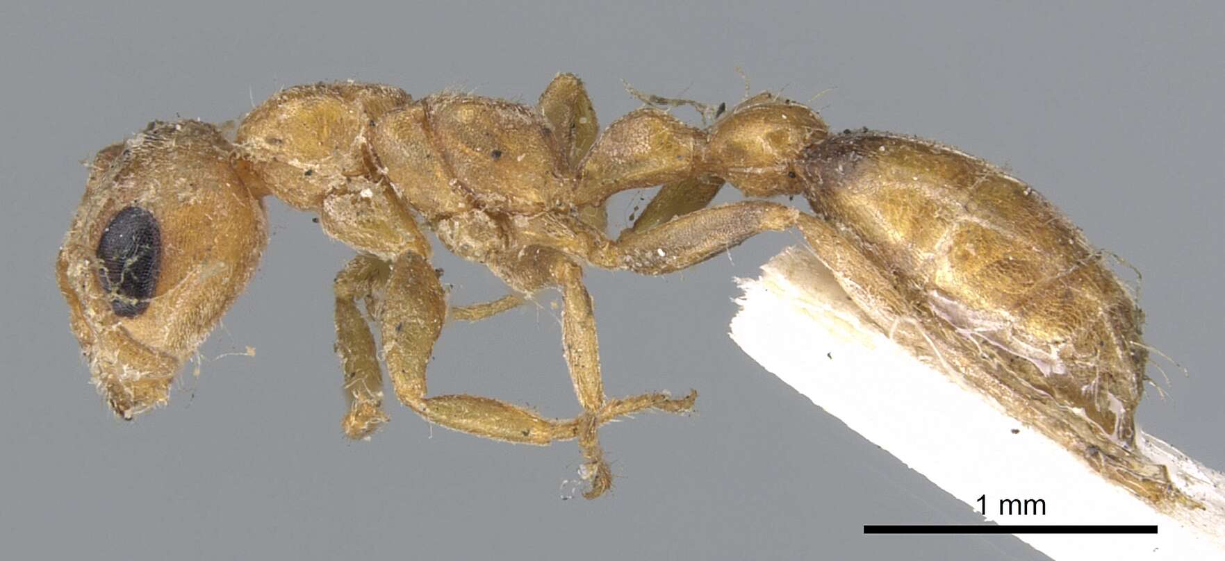 Plancia ëd Pseudomyrmex nigrocinctus (Emery 1890)