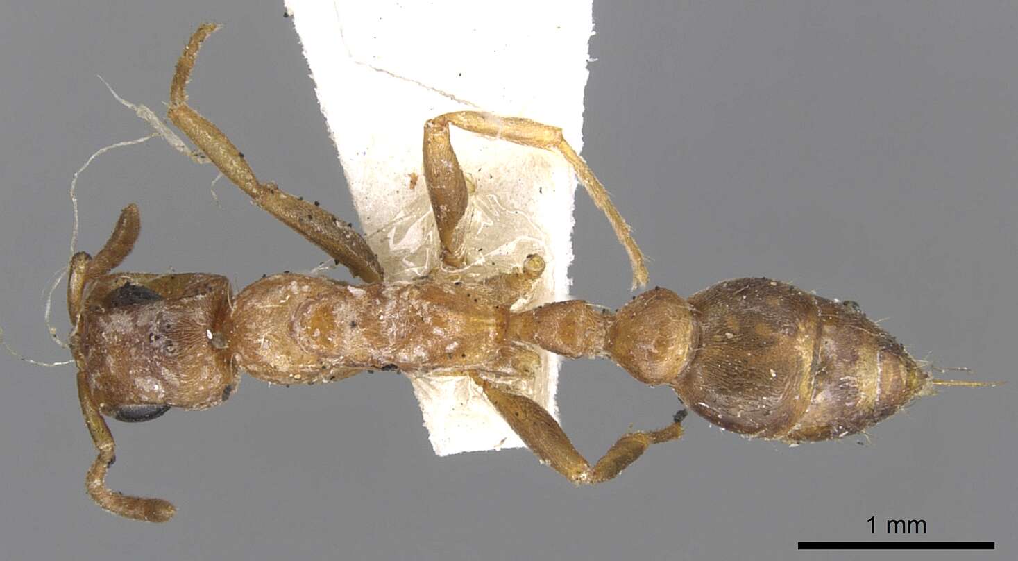 صورة Pseudomyrmex spinicola (Emery 1890)