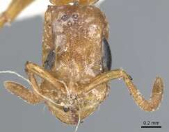 صورة Pseudomyrmex spinicola (Emery 1890)