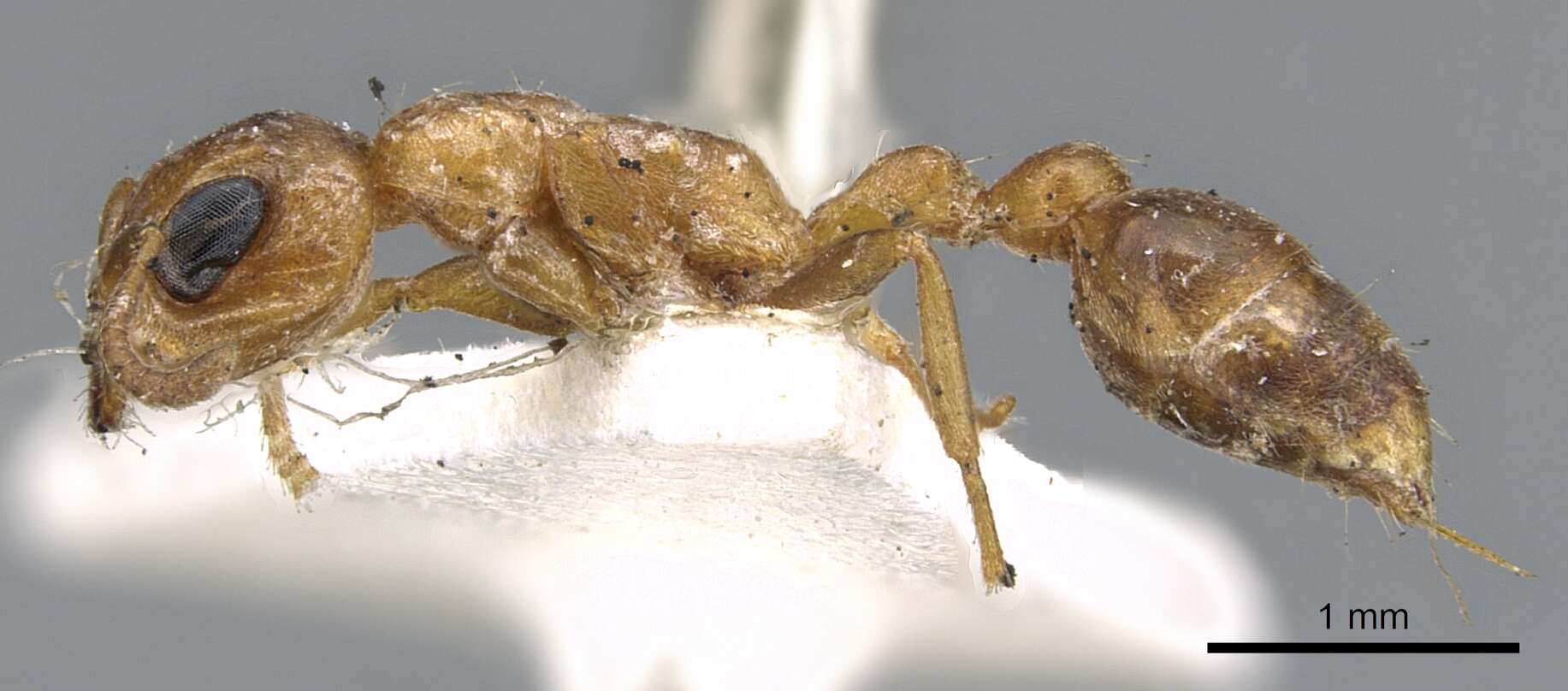 صورة Pseudomyrmex spinicola (Emery 1890)