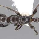 صورة Pseudomyrmex hesperius Ward 1993