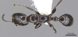 Pseudomyrmex hesperius Ward 1993 resmi