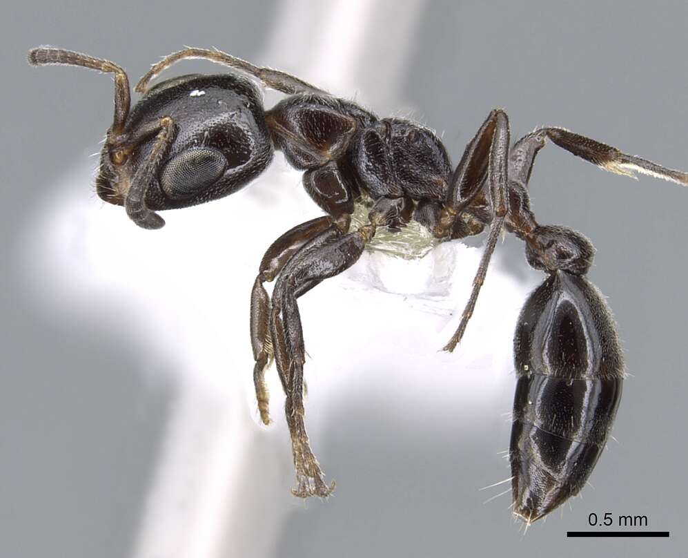 Pseudomyrmex hesperius Ward 1993 resmi