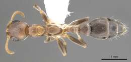 Image of Pseudomyrmex particeps Ward 1993